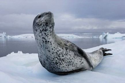 Морський леопард - тваринний світ Антарктиди