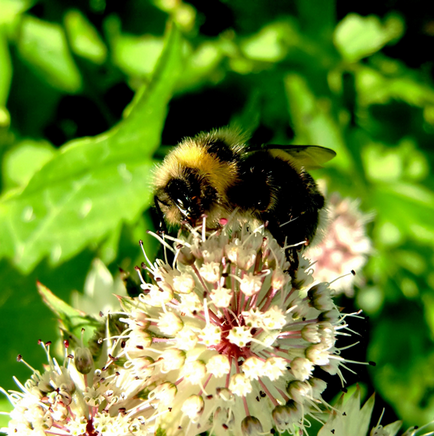 Shaggy Bumblebee