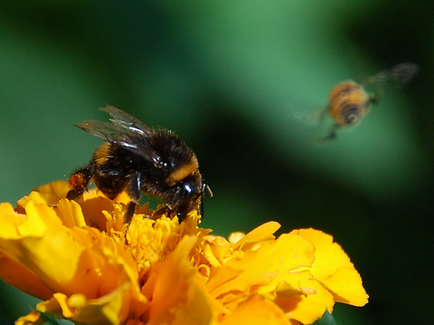 Shaggy Bumblebee