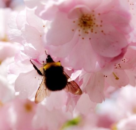 Shaggy Bumblebee