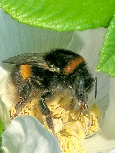 Shaggy Bumblebee