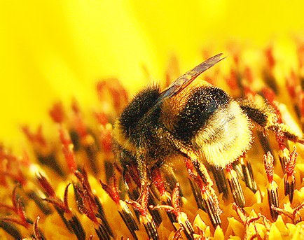 Shaggy Bumblebee