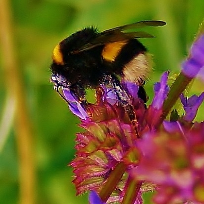 Shaggy Bumblebee