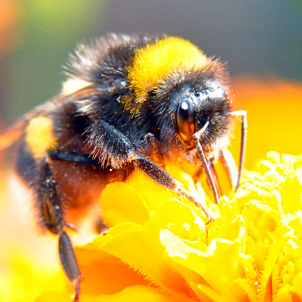 Shaggy Bumblebee