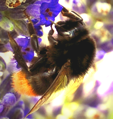 Shaggy Bumblebee