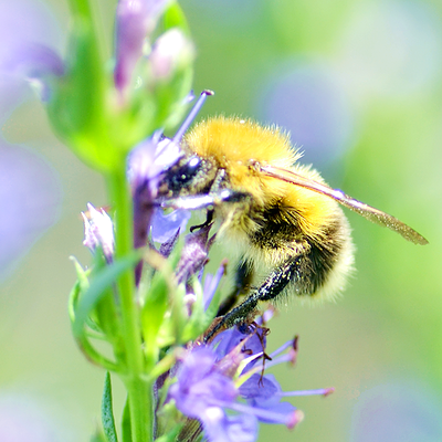 Shaggy Bumblebee