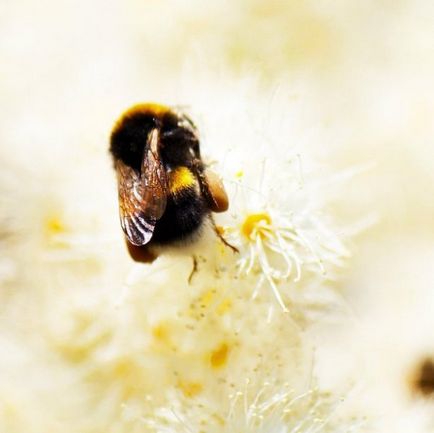 Shaggy Bumblebee