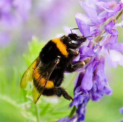 Shaggy Bumblebee