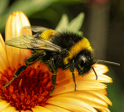 Shaggy Bumblebee