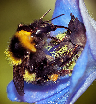 Shaggy Bumblebee