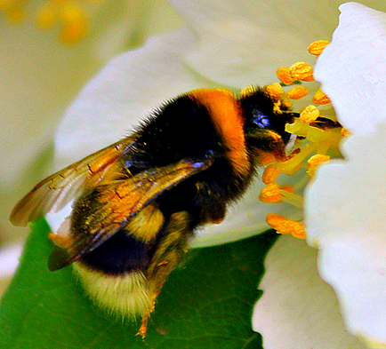 Shaggy Bumblebee
