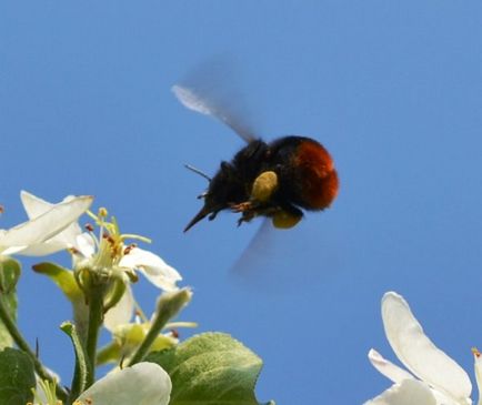 Shaggy Bumblebee