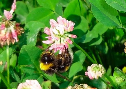 Shaggy Bumblebee