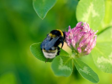 Shaggy Bumblebee