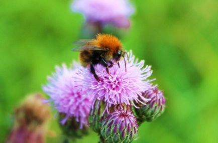 Shaggy Bumblebee