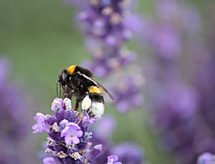 Shaggy Bumblebee