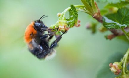 Shaggy Bumblebee