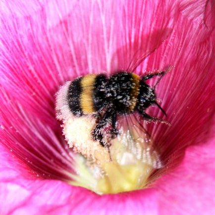 Shaggy Bumblebee