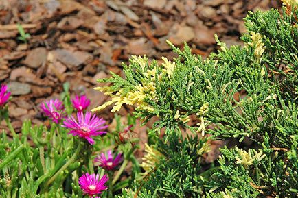 Juniper - specii și soiuri, fotografii ale cazacilor, ordinare, orizontale, siberiene, dauriene