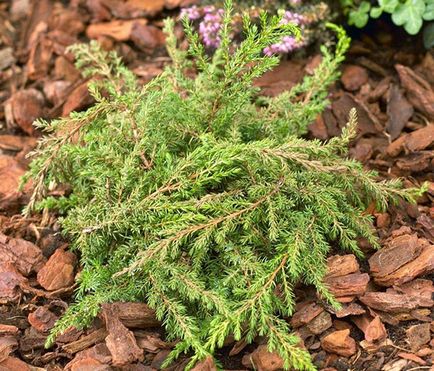 Juniper - specii și soiuri, fotografii ale cazacilor, ordinare, orizontale, siberiene, dauriene