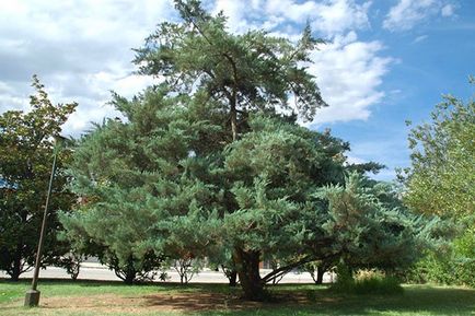 Juniper - specii și soiuri, fotografii ale cazacilor, ordinare, orizontale, siberiene, dauriene