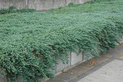 Juniper - specii și soiuri, fotografii ale cazacilor, ordinare, orizontale, siberiene, dauriene