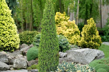 Juniper - specii și soiuri, fotografii ale cazacilor, ordinare, orizontale, siberiene, dauriene