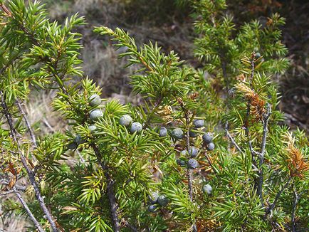 Juniper - specii și soiuri, fotografii ale cazacilor, ordinare, orizontale, siberiene, dauriene