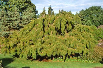 Juniper - specii și soiuri, fotografii ale cazacilor, ordinare, orizontale, siberiene, dauriene