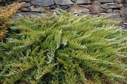 Juniper - specii și soiuri, fotografii ale cazacilor, ordinare, orizontale, siberiene, dauriene