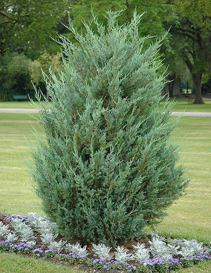 Juniper - specii și soiuri, fotografii ale cazacilor, ordinare, orizontale, siberiene, dauriene