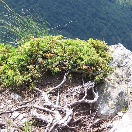 Juniper - specii și soiuri, fotografii ale cazacilor, ordinare, orizontale, siberiene, dauriene