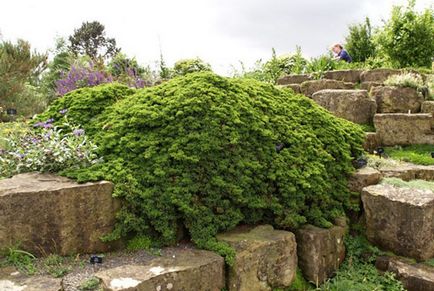 Juniper - specii și soiuri, fotografii ale cazacilor, ordinare, orizontale, siberiene, dauriene