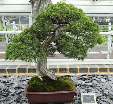 Juniper - specii și soiuri, fotografii ale cazacilor, ordinare, orizontale, siberiene, dauriene