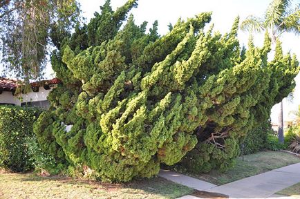 Juniper - specii și soiuri, fotografii ale cazacilor, ordinare, orizontale, siberiene, dauriene