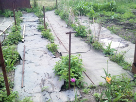 Mulchingul este garanția recoltei noastre, un blog despre grădină și gradina de legume