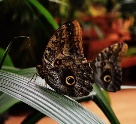 Музеї метеликів