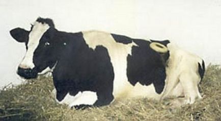 На каліфорнійській фермі пасуться діряві корови (фото) - джерело гарного настрою