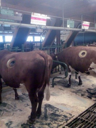 На каліфорнійській фермі пасуться діряві корови (фото) - джерело гарного настрою