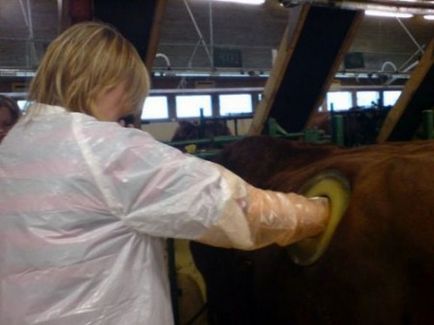 Pe ferma californiană furajează pasul de vaci (foto) - o sursă de bună dispoziție