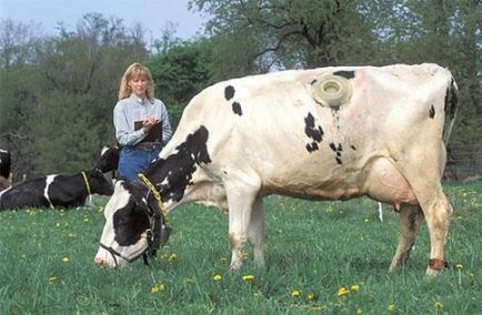 Pe ferma californiană furajează pasul de vaci (foto) - o sursă de bună dispoziție