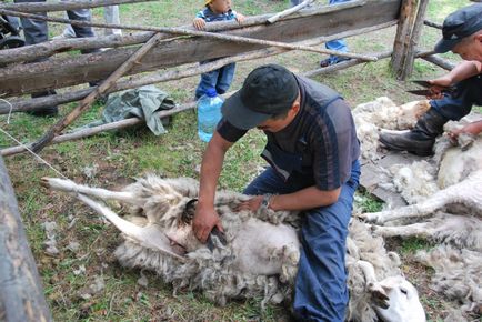 Національний інтерес бурят - відновити свої породи худоби - новини Монголії, Бурятії, Калмикії,