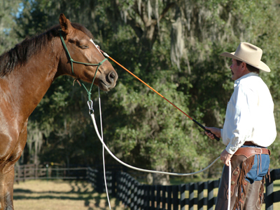 Natural horsemanship (нх), м'яке виховання коней