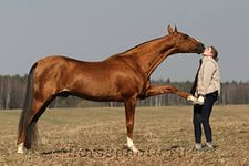 Natural horsemanship (нх), м'яке виховання коней