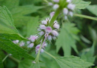 Смятате motherwort вредни по време на бременност