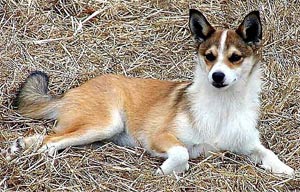 Fotografia norvegiană Lundehund, sfârșitul norvegian, istoria lundehund norvegiană