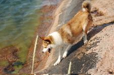 Norvegiană fotografie Lundehund, descrierea rasei, îngrijire