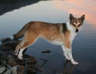 Norvegiană fotografie Lundehund, descrierea rasei, îngrijire