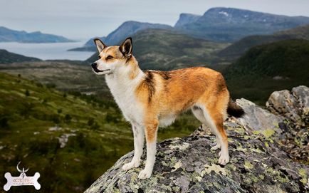Norvegiană lundehund (lundehund) - husky de vânătoare nordică - forum de rase de câini de oi