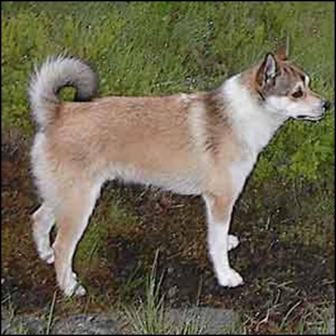 Norvegiană lundehund (lundehund) - husky de vânătoare nordică - forum de rase de câini de oi